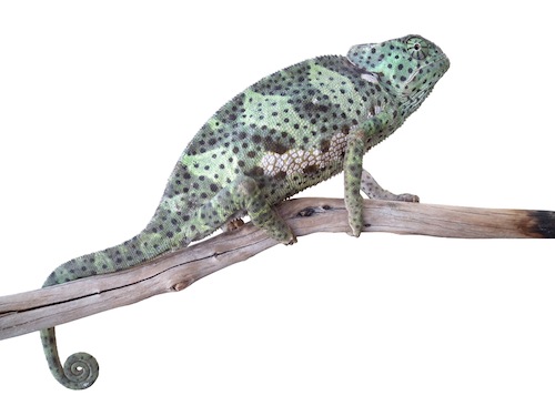 Flapneck Chameleon For Sale,